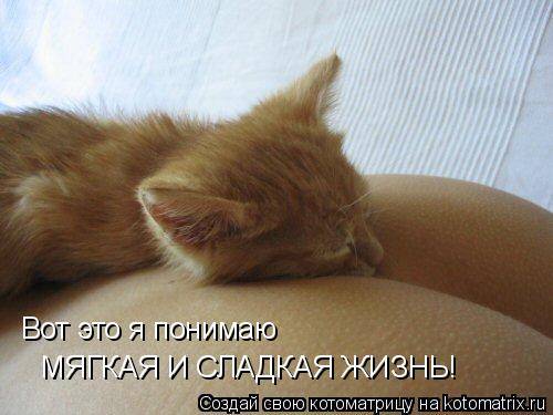 Вот это я понимаю МЯГКАЯ И СЛАДКАЯ ЖИЗНЬ!... Котоматрица: Вот это я понимаю МЯГКАЯ И СЛАДКАЯ ЖИЗНЬ!