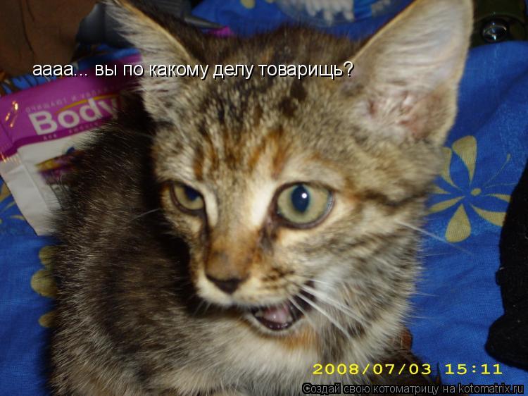 аааа... вы по какому делу товарищь?... Котоматрица: аааа... вы по какому делу товарищь?