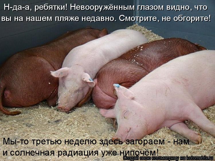 Котоматрица: Н-да-а, ребятки! Невооружённым глазом видно, что  вы на нашем пляже недавно. Смотрите, не обгорите!   и солнечная радиация уже нипочём! Мы-то тр
