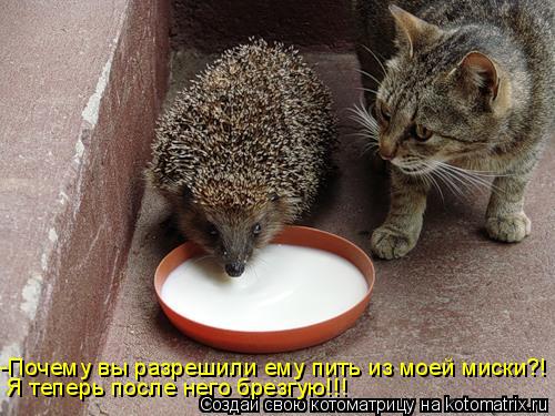 Я теперь после него брезгую!!! -Почему вы разрешили ему пить из моей миски?!... Котоматрица: Я теперь после него брезгую!!! -Почему вы разрешили ему пить из моей миски?!