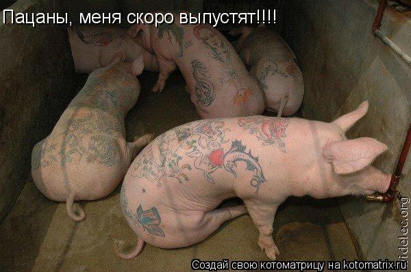 Пацаны, меня скоро выпустят!!!!... Котоматрица: Пацаны, меня скоро выпустят!!!!