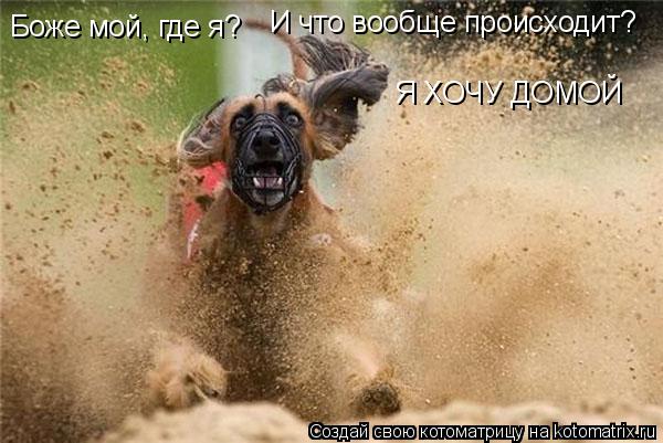 Боже мой, где я? И что вообще происходит? Я ХОЧУ ДОМОЙ... Котоматрица: Боже мой, где я? И что вообще происходит? Я ХОЧУ ДОМОЙ