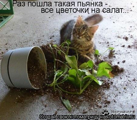 Раз пошла такая пьянка - все цветочки на салат...... Котоматрица: Раз пошла такая пьянка - все цветочки на салат...