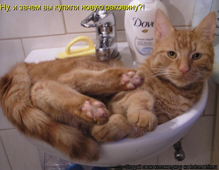 Ну, и зачем вы купили новую раковину?!... Котоматрица: Ну, и зачем вы купили новую раковину?!