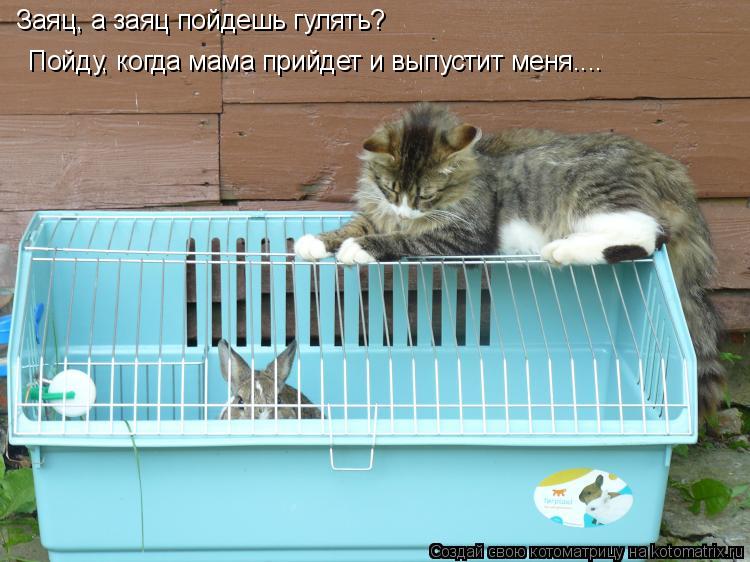 Заяц, а заяц пойдешь гулять? Пойду, когда мама прийдет и выпустит меня....... Котоматрица: Заяц, а заяц пойдешь гулять? Пойду, когда мама прийдет и выпустит меня....