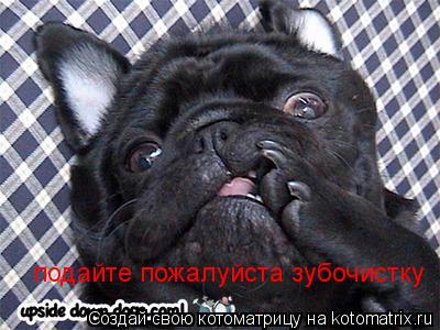 подайте пожалуйста зубочистку... Котоматрица: подайте пожалуйста зубочистку