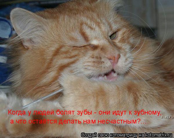 Когда у людей болят зубы - они идут к зубному, а что остаётся делать нам несчастным?...... Котоматрица: Когда у людей болят зубы - они идут к зубному, а что остаётся делать нам несчастным?...