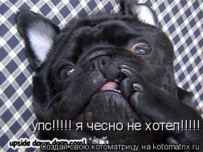 упс!!!!! я чесно не хотел!!!!!... Котоматрица: упс!!!!! я чесно не хотел!!!!!