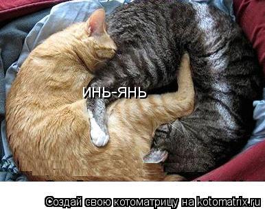 инь-янь... Котоматрица: инь-янь