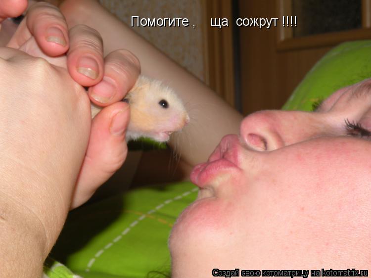 Помогите , ща сожрут !!!!... Котоматрица: Помогите , ща сожрут !!!!