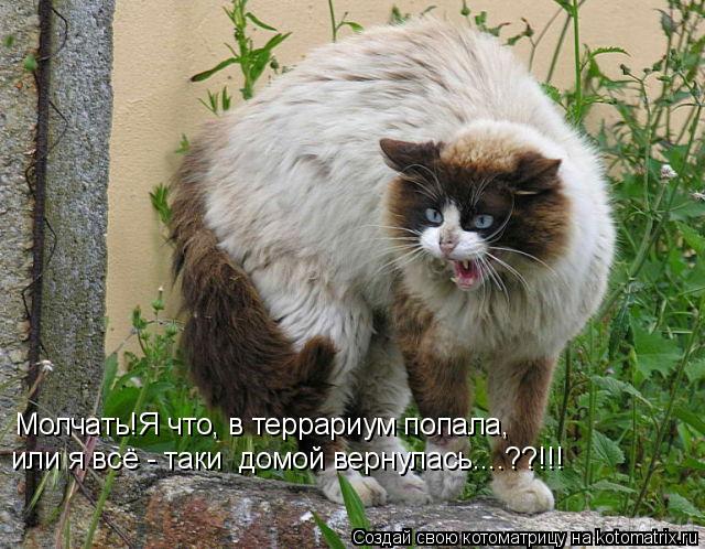 Котоматрица: Молчать!Я что, в террариум попала, или я всё - таки  домой вернулась....??!!!