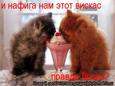 и нафига нам этот вискас правда Васка? правда Васка?... Котоматрица: и нафига нам этот вискас правда Васка? правда Васка?