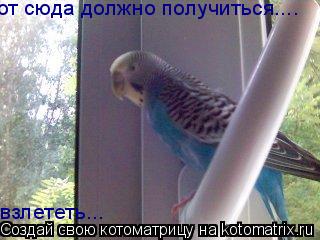 от сюда должно получиться.... взлететь...... Котоматрица: от сюда должно получиться.... взлететь...