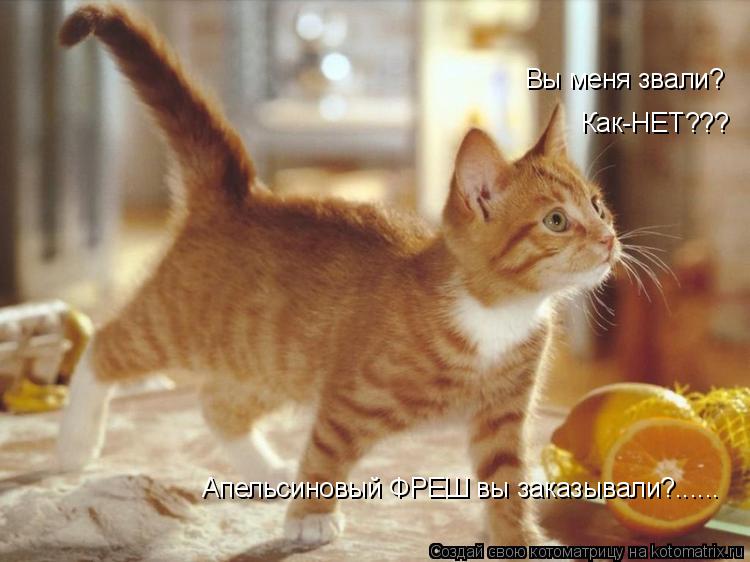 Котоматрица: Вы меня звали? Как-НЕТ??? Апельсиновый ФРЕШ вы заказывали?......