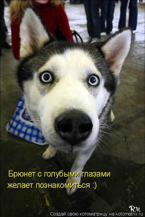Брюнет с голубыми глазами желает познакомиться :)... Котоматрица: Брюнет с голубыми глазами желает познакомиться :)