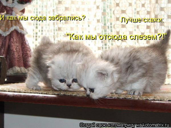 И как мы сюда забрались? Лучше скажи: "Как мы отсюда слезем?!"... Котоматрица: И как мы сюда забрались? Лучше скажи: "Как мы отсюда слезем?!"