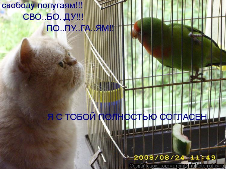 свободу попугаям!!! СВО..БО..ДУ!!! ПО..ПУ..ГА..ЯМ!! Я С ТОБОЙ ПОЛНОСТЬЮ СОГЛАСЕН... Котоматрица: свободу попугаям!!! СВО..БО..ДУ!!! ПО..ПУ..ГА..ЯМ!! Я С ТОБОЙ ПОЛНОСТЬЮ СОГЛАСЕН