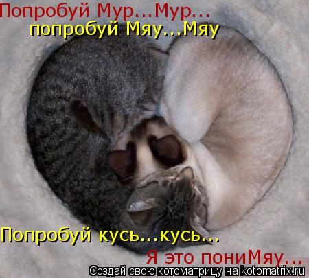 Попробуй Мур...Мур... попробуй Мяу...Мяу Попробуй кусь...кусь... Я это пониМяу...... Котоматрица: Попробуй Мур...Мур... попробуй Мяу...Мяу Попробуй кусь...кусь... Я это пониМяу...