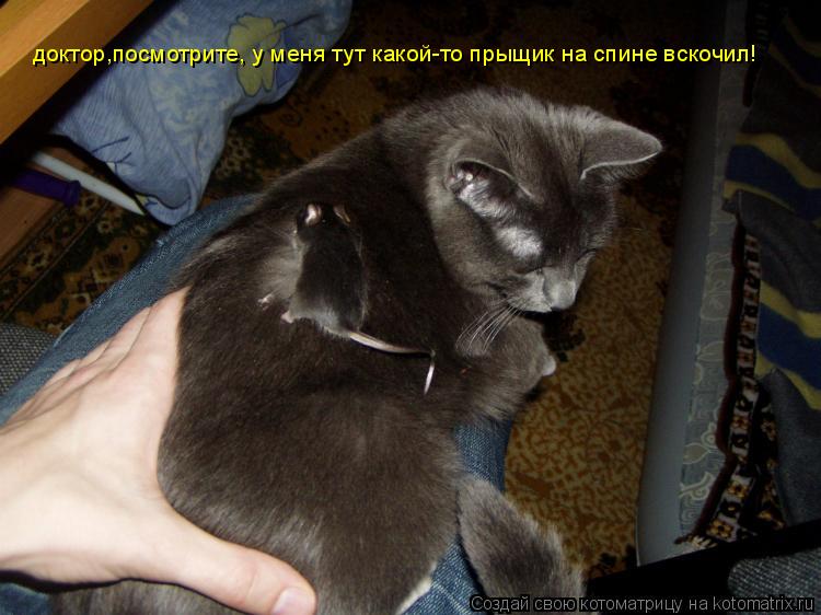 доктор,посмотрите, у меня тут какой-то прыщик на спине вскочил!... Котоматрица: доктор,посмотрите, у меня тут какой-то прыщик на спине вскочил!
