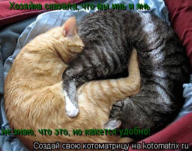 Хозяйка сказала, что мы инь и янь не знаю, что это, но кажется удобно!... Котоматрица: Хозяйка сказала, что мы инь и янь не знаю, что это, но кажется удобно!