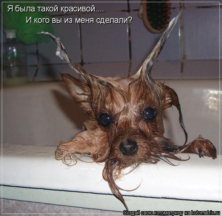 Я была такой красивой.... И кого вы из меня сделали ?... Котоматрица: Я была такой красивой.... И кого вы из меня сделали ?