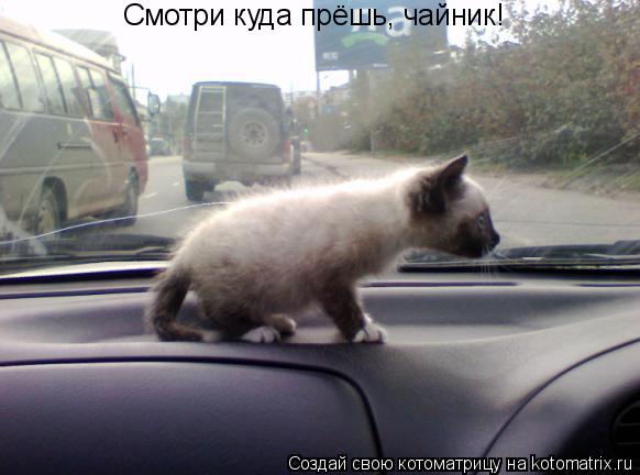 Котоматрица: Смотри куда прёшь, чайник!
