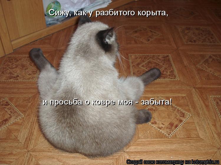Сижу, как у разбитого корыта, и просьба о ковре моя - забыта!... Котоматрица: Сижу, как у разбитого корыта, и просьба о ковре моя - забыта!