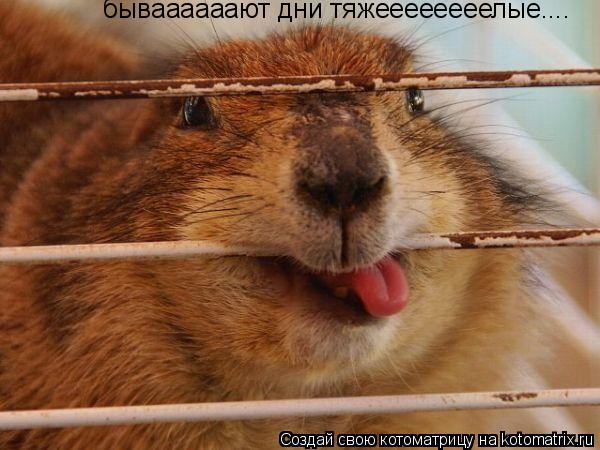 бываааааают дни тяжеееееееелые....... Котоматрица: бываааааают дни тяжеееееееелые....