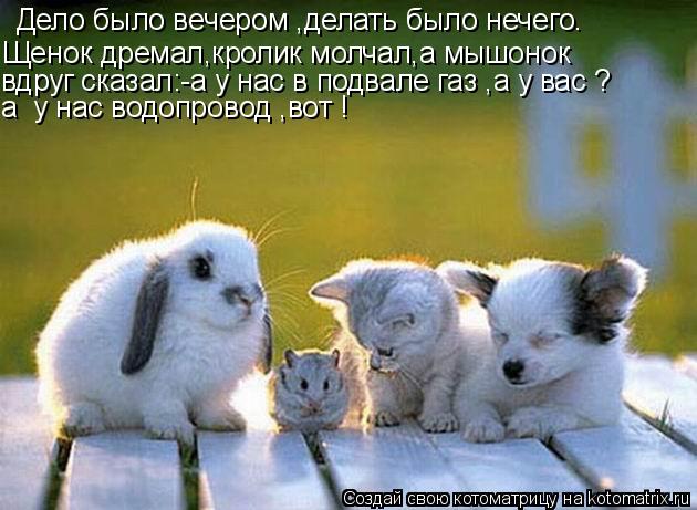 Дело было вечером ,делать было нечего. Щенок дремал,кролик молчал,а мышонок вдруг сказал:-а у нас в ... Котоматрица: Дело было вечером ,делать было нечего. Щенок дремал,кролик молчал,а мышонок вдруг сказал:-а у нас в подвале газ ,а у вас ? а у нас водопровод ,
