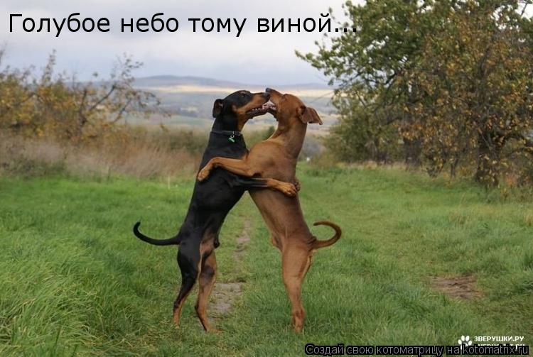 Голубое небо тому виной...... Котоматрица: Голубое небо тому виной...