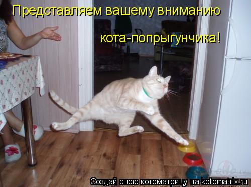 Представляем вашему вниманию кота-попрыгунчика!... Котоматрица: Представляем вашему вниманию кота-попрыгунчика!