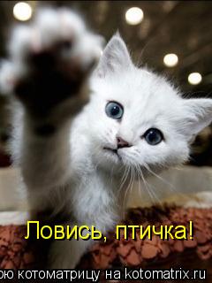 Ловись, птичка!... Котоматрица: Ловись, птичка!