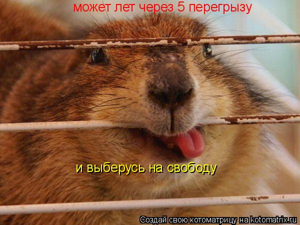может лет через 5 перегрызу и выберусь на свободу... Котоматрица: может лет через 5 перегрызу и выберусь на свободу