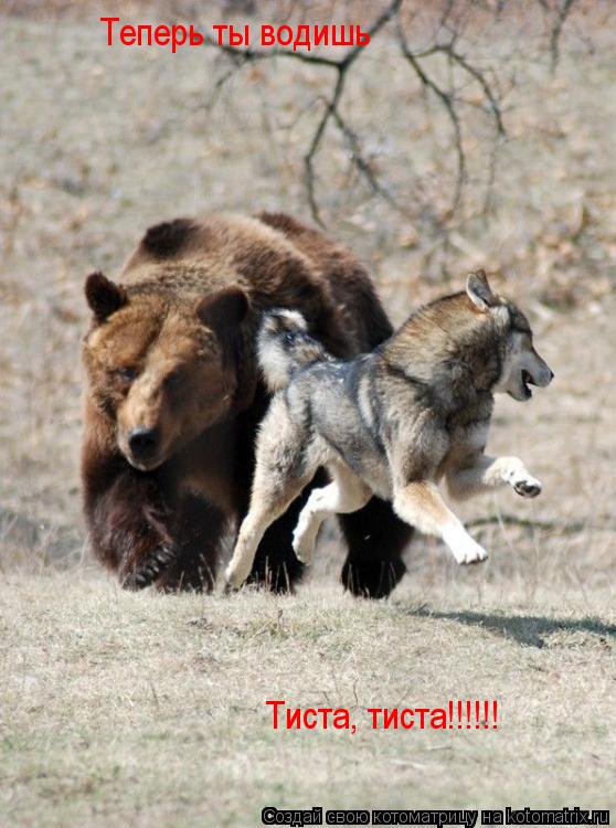 Теперь ты водишь Тиста, тиста!!!!!!... Котоматрица: Теперь ты водишь Тиста, тиста!!!!!!