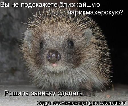 Котоматрица: Вы не подскажете близжайшую парикмахерскую? Решила завивку сделать...