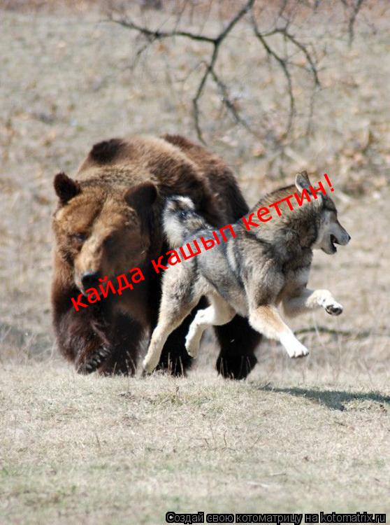 кайда кашып кеттин! кайда кашып кеттин!... Котоматрица: кайда кашып кеттин! кайда кашып кеттин!