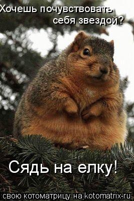 Хочешь почувствовать себя звездой? Сядь на елку!... Котоматрица: Хочешь почувствовать себя звездой? Сядь на елку!