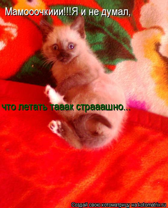 Мамооочкиии!!!Я и не думал, что летать тааак страаашно...... Котоматрица: Мамооочкиии!!!Я и не думал, что летать тааак страаашно...
