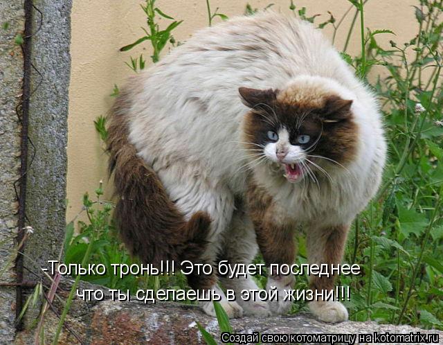 Котоматрица: -Только тронь!!! Это будет последнее что ты сделаешь в этой жизни!!!