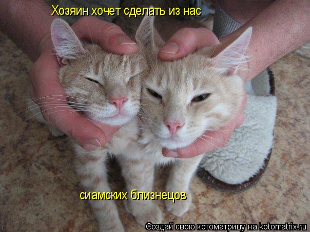 Хозяин хочет сделать из нас сиамских близнецов... Котоматрица: Хозяин хочет сделать из нас сиамских близнецов