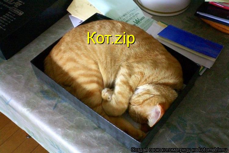 Кот.zip... Котоматрица: Кот.zip