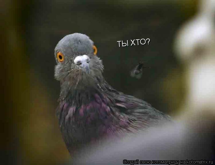 ТЫ ХТО?... Котоматрица: ТЫ ХТО?