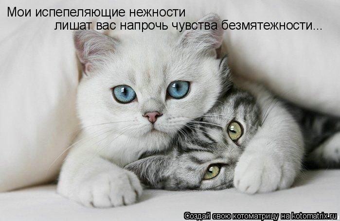 Котоматрица: Мои испепеляющие нежности лишат вас напрочь чувства безмятежности...