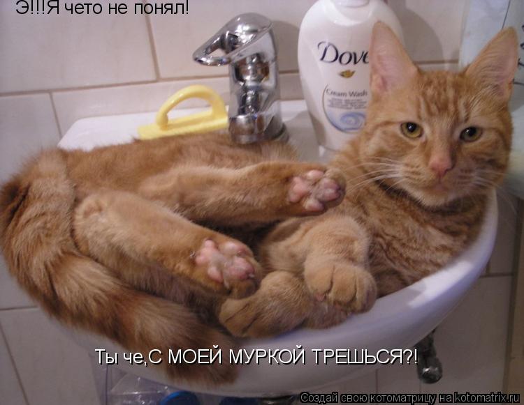 Э!!!Я чето не понял! Ты че,С МОЕЙ МУРКОЙ ТРЕШЬСЯ?!... Котоматрица: Э!!!Я чето не понял! Ты че,С МОЕЙ МУРКОЙ ТРЕШЬСЯ?!