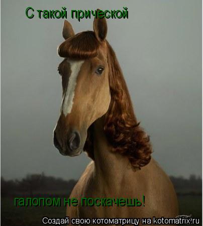 С такой прической галопом не поскачешь!... Котоматрица: С такой прической галопом не поскачешь!