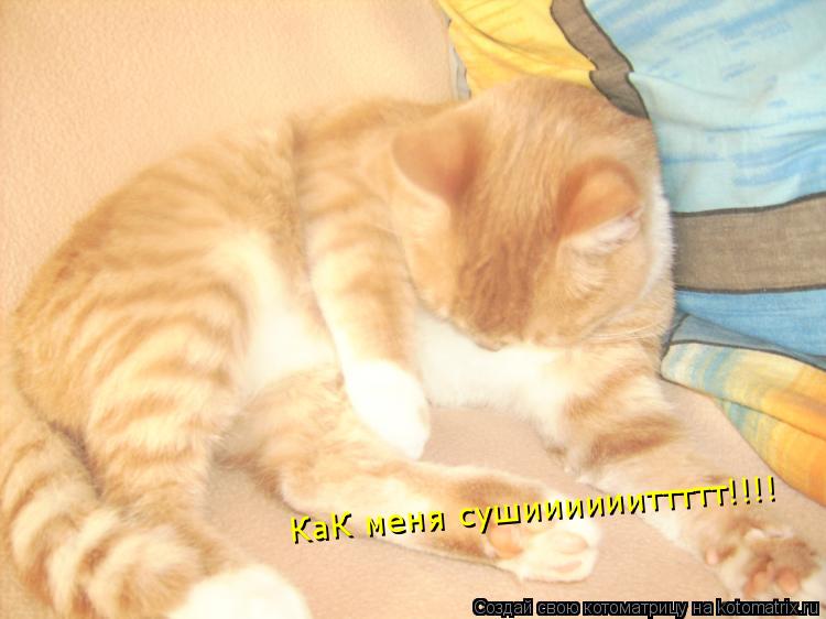 КаК меня сушииииииттттт!!!!... Котоматрица: КаК меня сушииииииттттт!!!!