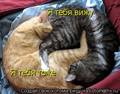 Я тебя вижу Я тебя тоже... Котоматрица: Я тебя вижу Я тебя тоже