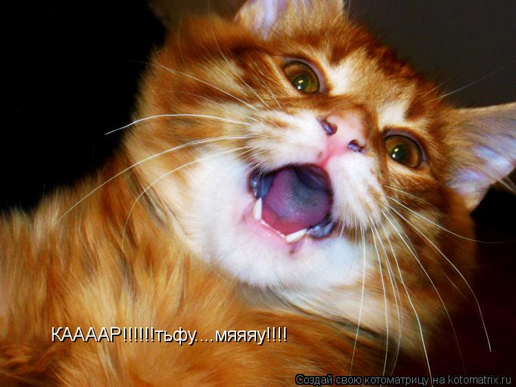 КААААР!!!!!!тьфу....мяяяу!!!!... Котоматрица: КААААР!!!!!!тьфу....мяяяу!!!!