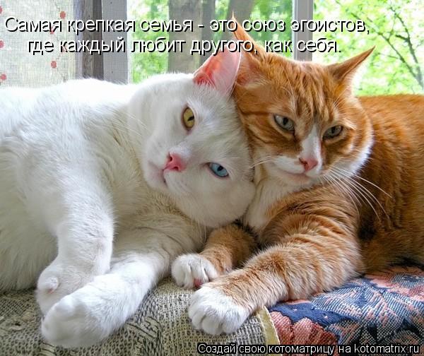 Самая крепкая семья - это союз эгоистов, где каждый любит другого, как себя.... Котоматрица: Самая крепкая семья - это союз эгоистов, где каждый любит другого, как себя.