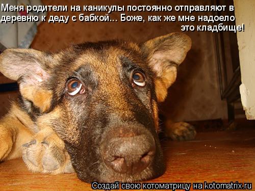 Меня родители на каникулы постоянно отправляют в деревню к деду с бабкой... Боже, как же мне надоело... Котоматрица: Меня родители на каникулы постоянно отправляют в деревню к деду с бабкой... Боже, как же мне надоело это кладбище!